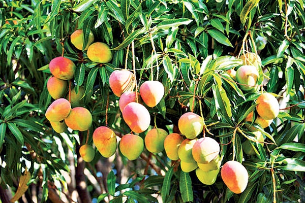 MANGO-TREE