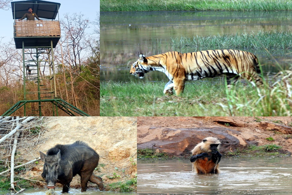 tadoba on buddhist purnima