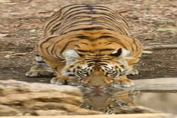 y4May-Tipeshwar-1