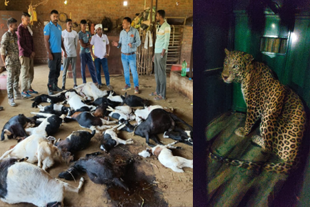 एकाच बिबट्याने पाडला २६ शेळ्यांचा फडशा
