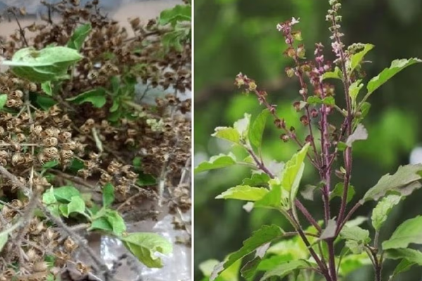 tulsi manjiri
