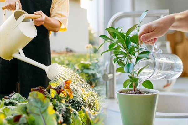 how to care for plants in summer