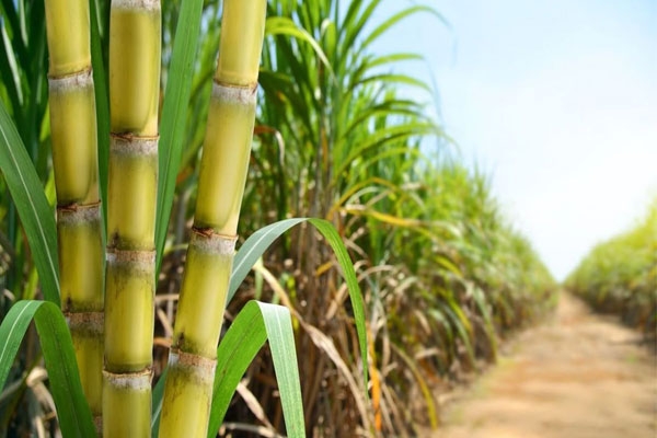 sugarcane FRP increase 