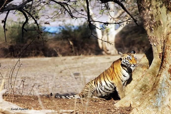 Bor Tiger Reserve tiger count 2024-25,