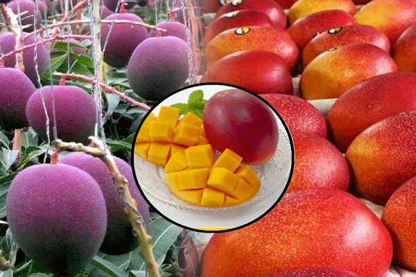 Miyazaki Mango