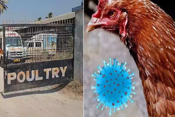 bird flu Nandurbar