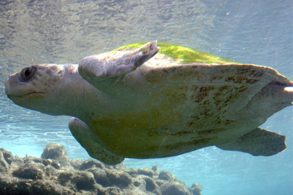 olive ridley turtle