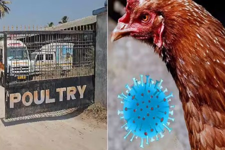 बर्ड फ्ल्यूचा वाढता धोका तीन पोल्ट्री फार्म पॉझिटिव्ह
