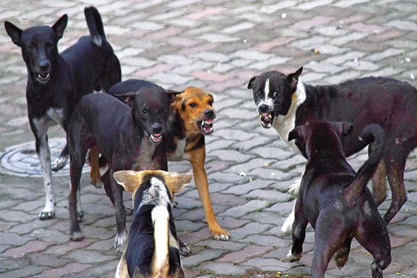 dogs