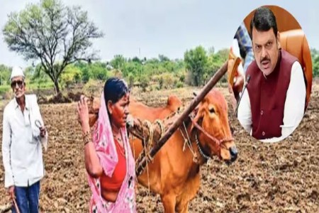 हृदयद्रावक! बैल बनून शेतकरी महिलेने शेत नांगरले