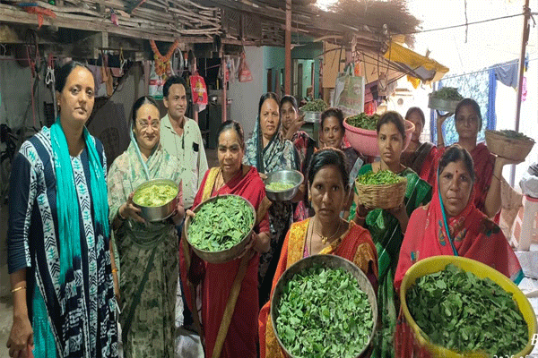 खारपानपट्ट्यातील महिलांचा सेंद्रिय शेतीकडे कल