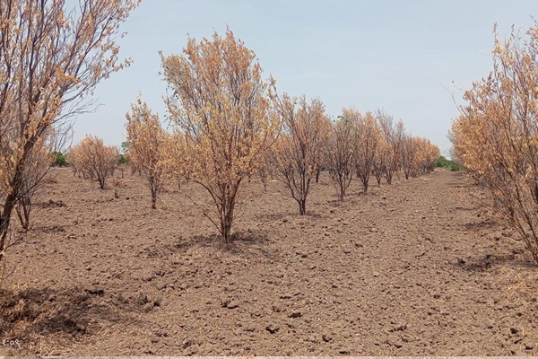 orange orchards
