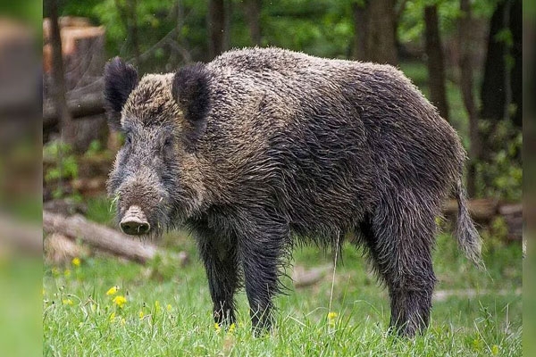 Wild boar attack Deoli