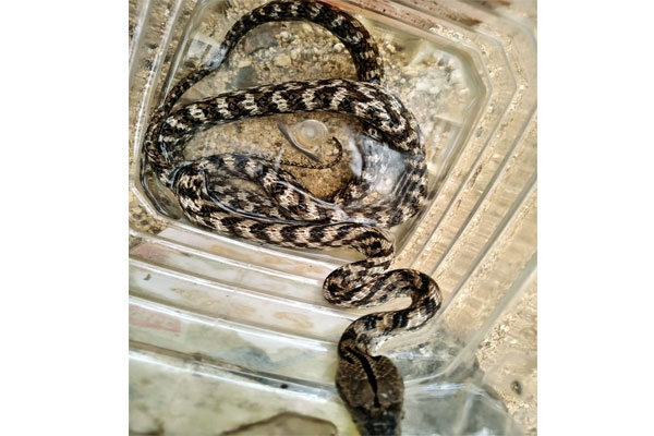 Cat Snake