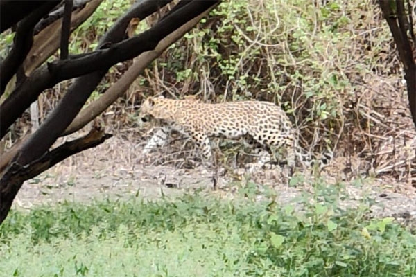 Leopard
