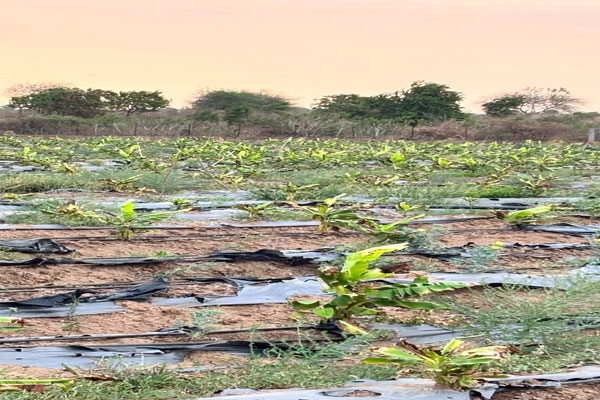 Heatwave, banana crop damage Maharashtra