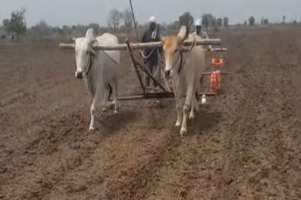 Dry Sowing, cotton crop Maharashtra, Wardha district agriculture news,