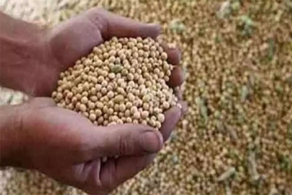 seed