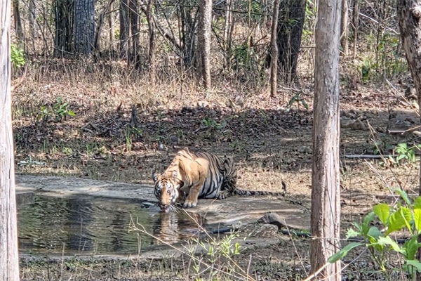 tiger