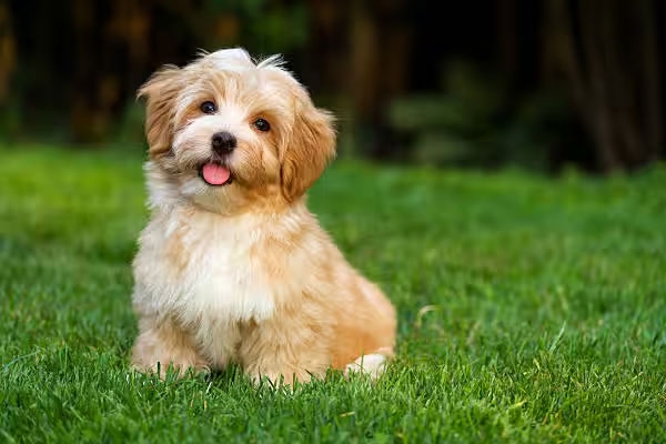 Dog Killing Case 