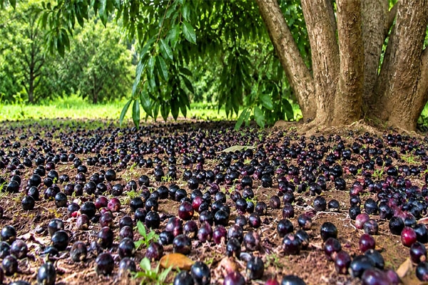 Jamun Fruit Myth, Jamun Bloom and Drought Relation,