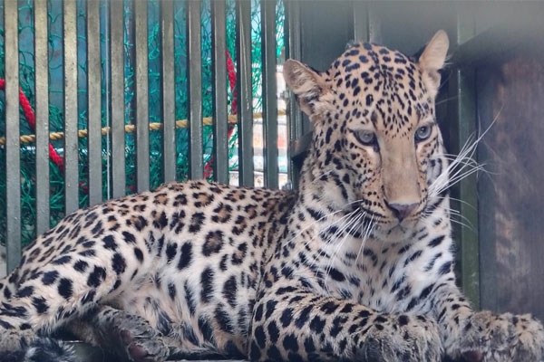 leopard rescue Sakoli forest department