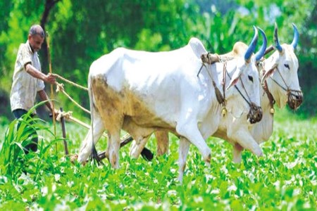 ‘गोकृपा अमृत’चा प्रयोग ठरला 'हिट'!
