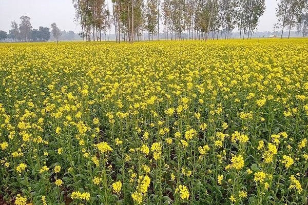 oilseed