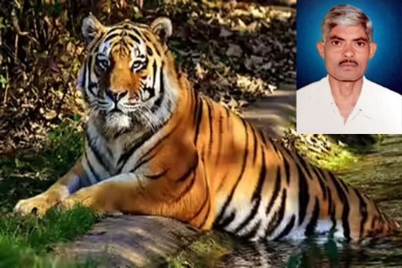 वाघाच्या हल्ल्यात शेतकरी ठार
