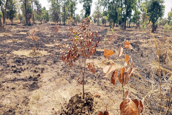 trees-burnt trees-burnt