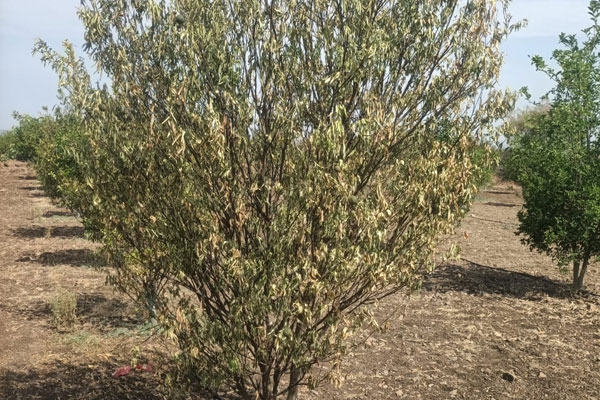 Bhumarala orange orchard damag 