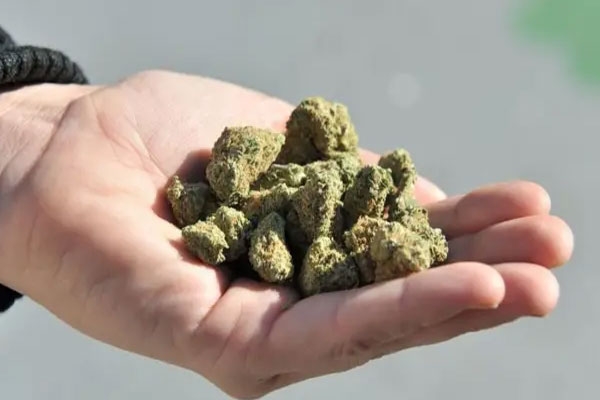 Pulgaon ganja seizure,