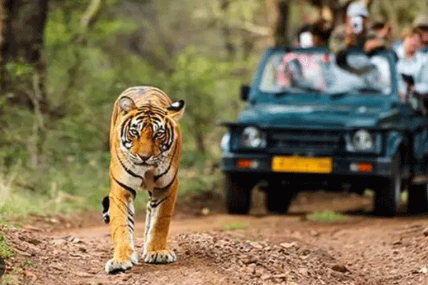 nagpur-tiger-relocation