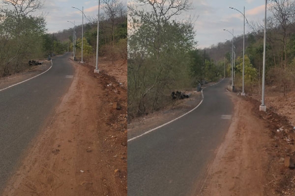 Bordharan solar street lights,