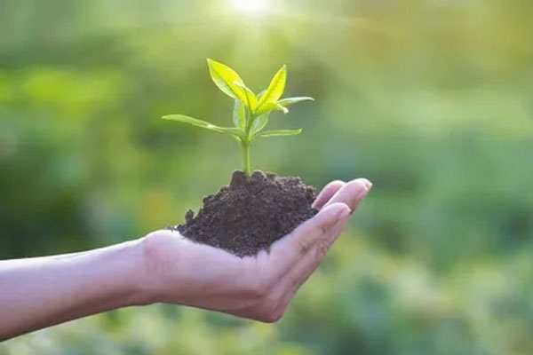 biodiversity loss India, urban tree plantation issues