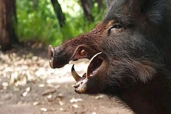 Wild Boar Attack in Hingoli