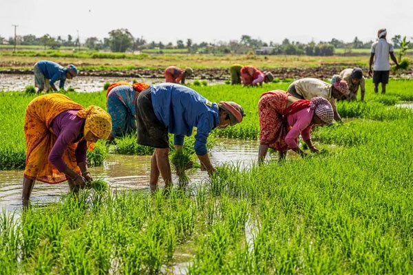 kharif