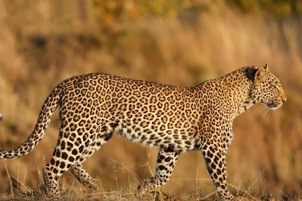 leopard attack, shirur, pune