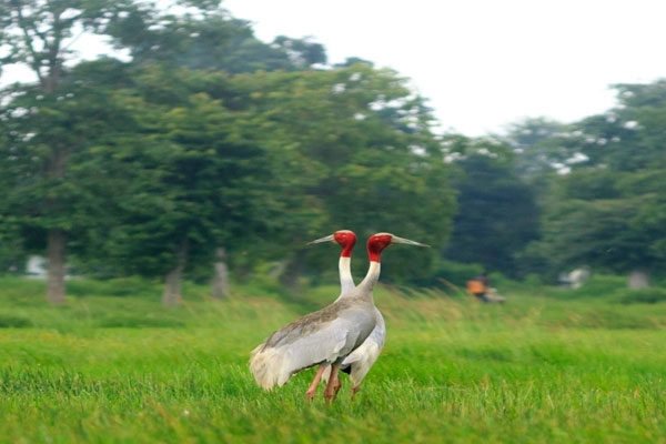 Gondia Sarus Crane Population Rises