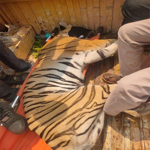 tigress finally captured