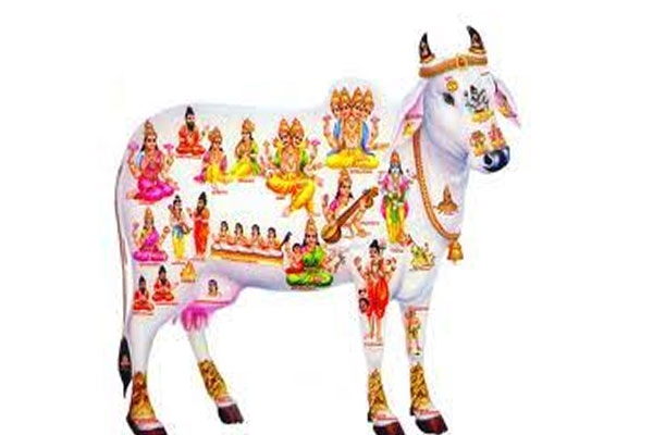 rajamata gomata samvad yatra