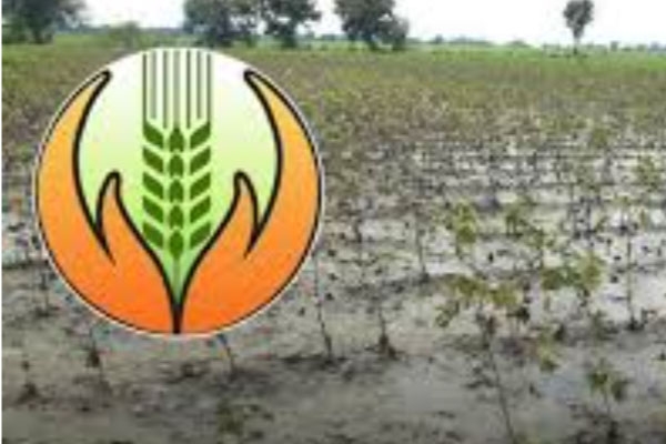 manora crop insurance news