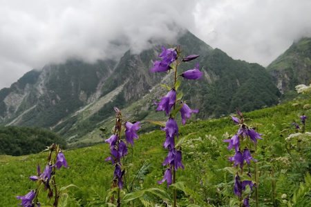 फुलांच्या रंगांनी सजलेली दरी! उत्तराखंडची ‘व्हॅली ऑफ फ्लॉवर्स’ पर्यटकांसाठी खुली