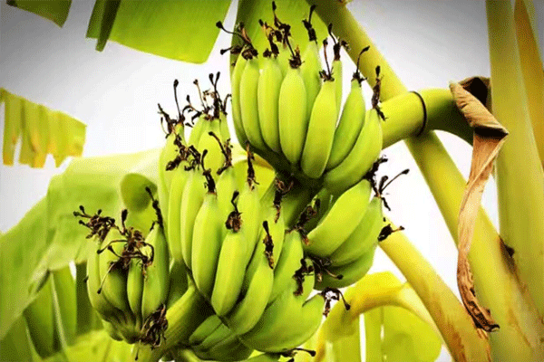 banana