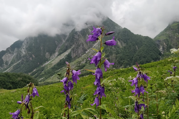 valley of flowers