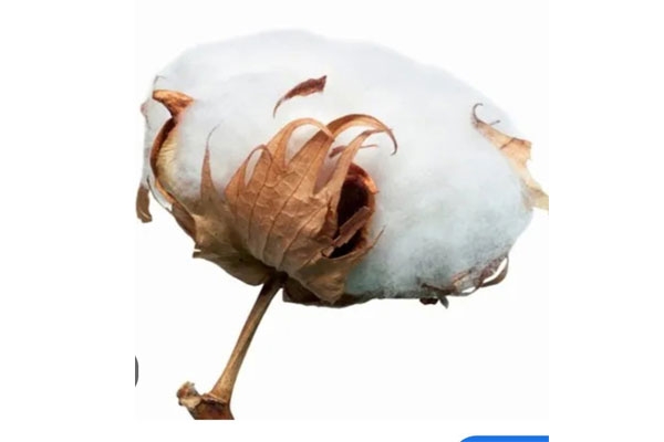 kapus