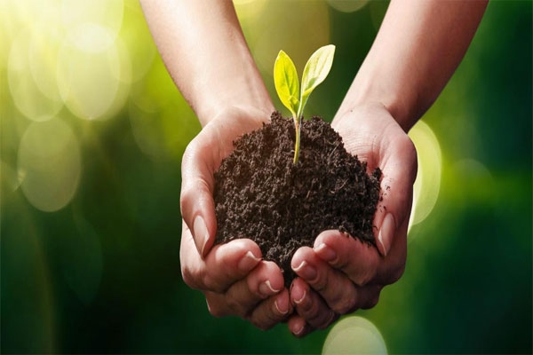 Tree Plantation