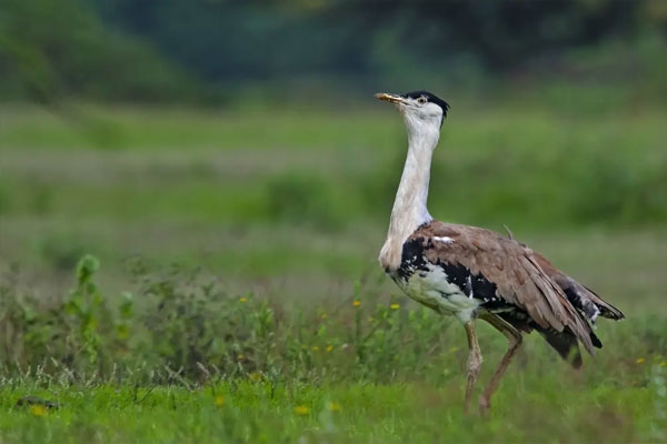 great indian bustard news