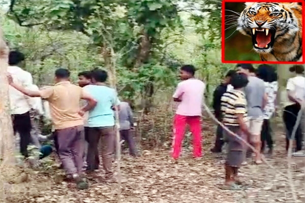 tiger attack