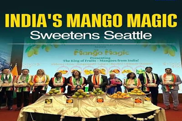 mango magic